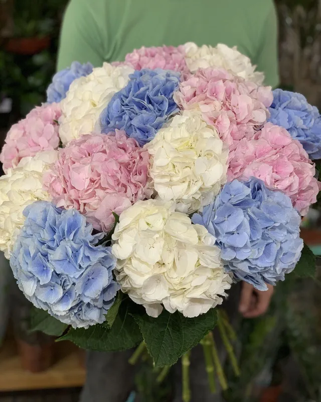 Buchet grandios multicolor din 15 hortensii